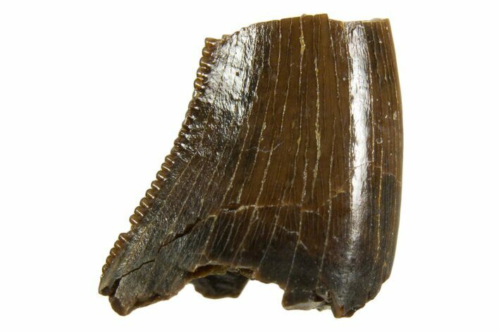 Partial Dromaeosaurid Theropod (Acheroraptor) Tooth - Montana #338999